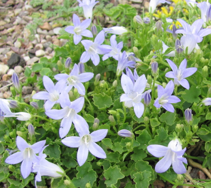 Campanula portenschlagiana 'Lieselotte' 